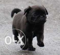 Pug black female Puppies comical face pure quality BREED