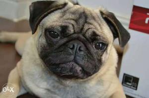 Pug male aviable for matting rs  year old very active