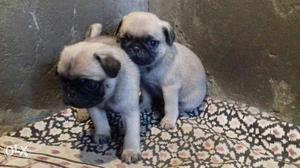 Pug male nd female for sale