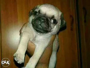 Pug puppies available 45 days old puppies male
