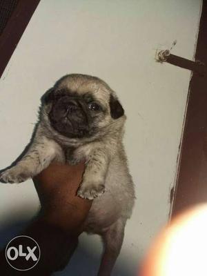Pug puppies available all dog breeds available