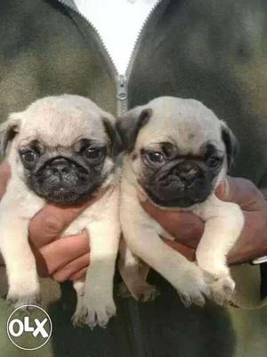 Pug puppies available punch face Puppies male