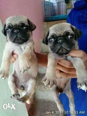 Pug puppies charming personality available male