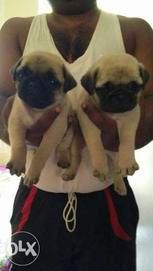 Pug puppy available