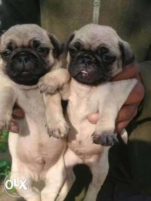 Pug pure BREED and healthy puppies available male