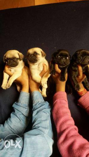 Pug pure quality heavy puppy available