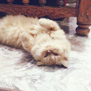 Punch face Persian cat for sale. Negotiable