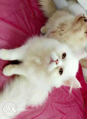 Punch face Persian kittens for sale in mumbai