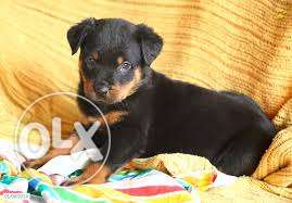 Punch face Rottweiler Puppy Available With Paper Call Us