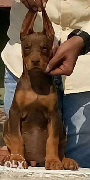 Pur line quality best healthy doberman puppy sell for sons