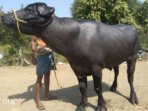 Pure Murrah young Buffalo Bull Hyderabad