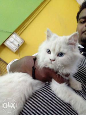Pure Persian cat baby