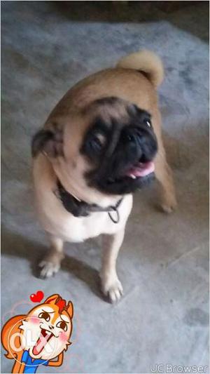 Pure Pug Female 2 Year Old Petageri Is Maintained