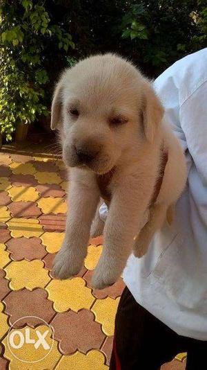 Pure breed Quality Labrador puppies available.