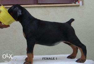 Pure breed doberman pincher puppies female