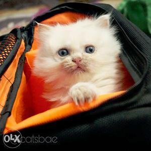 Pure breed persian cat playfull n active