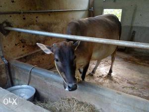 Pure vachoor cow for sale price negotiable 3