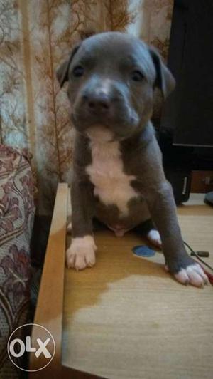 Quality American bully puppies