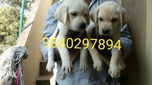 Quality Fawn lab puppies for sale
