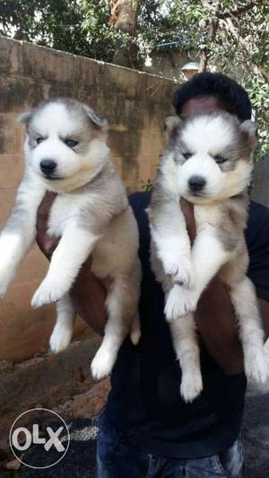 Quality husky very healthy puppys available all