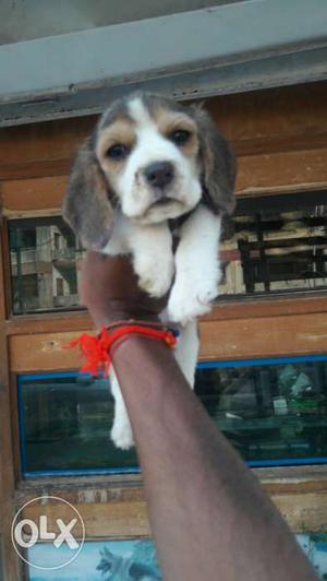 Quality try markkng begal pup available puppy is