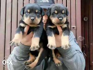 ROTTWEILER Puppies available male  female
