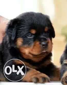 ROTTWEILER best Puppies ever for security purpose