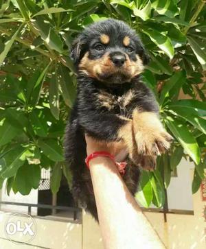 ROTTWEILER blood Champion line puppy available