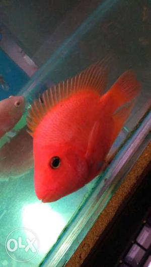 Red Fish In Bengaluru
