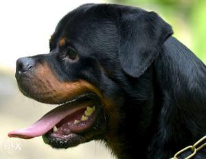 Rott male and female puppies 