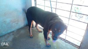 Rottweiler 1.8 years old female