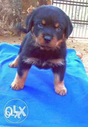 Rottweiler 3 months old,female,.If you want plse