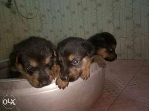 Rottweiler Puppies for sale without paper