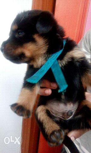Rottweiler Pure Breed 40 days old Pure breed