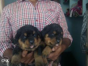 Rottweiler dogs for sale