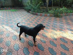 Rottweiler female dog with cage for sale. Two