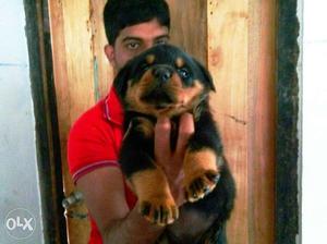 Rottweiler female puppies r available show