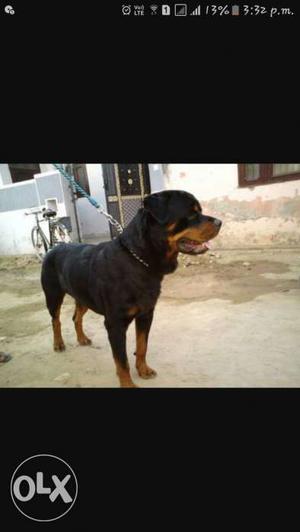 Rottweiler male for mating