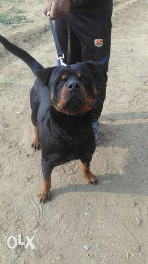 Rottweiler male fully active &punch face