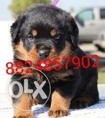 Rottweiler puppies available low price