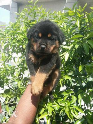 Rottweiler puppies available male  female