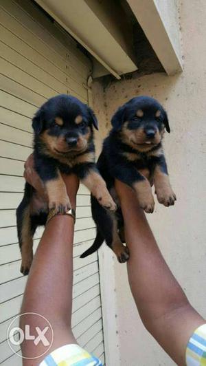 Rottweiler puppies available security purpose dog