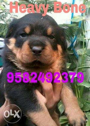 Rottweiler puppies for sale. fully pured heavy