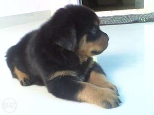 Rottweiler puppies for sale with Kernal Certificates