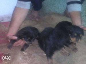 Rottweiler puppies male n female at home