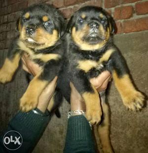 Rottweiler puppy heavy and healthy puppies all