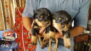 Rottwieler Puppies available male  female