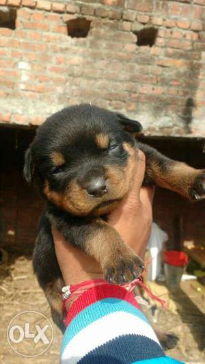 Rottwieler female puppy at very low price show