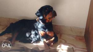 Rotwiller pupps for sell male  and female 12k