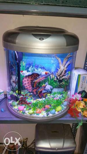 Rounded fish Aqurium tank